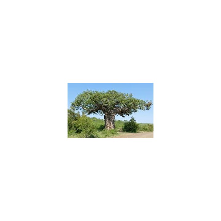 Baobab - Plante