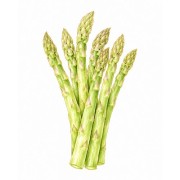 Asperges