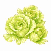 Laitues et salades