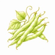 Haricots