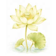 Plantes aquatiques