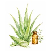 Graines de plantes m?dicinales