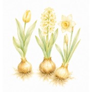 Graines de plantes bulbeuses