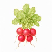Radis et petits radis
