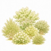 Arbustes