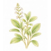 Aromatiques