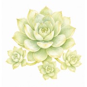Succulentes